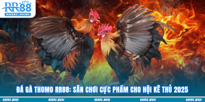 Đá Gà Thomo